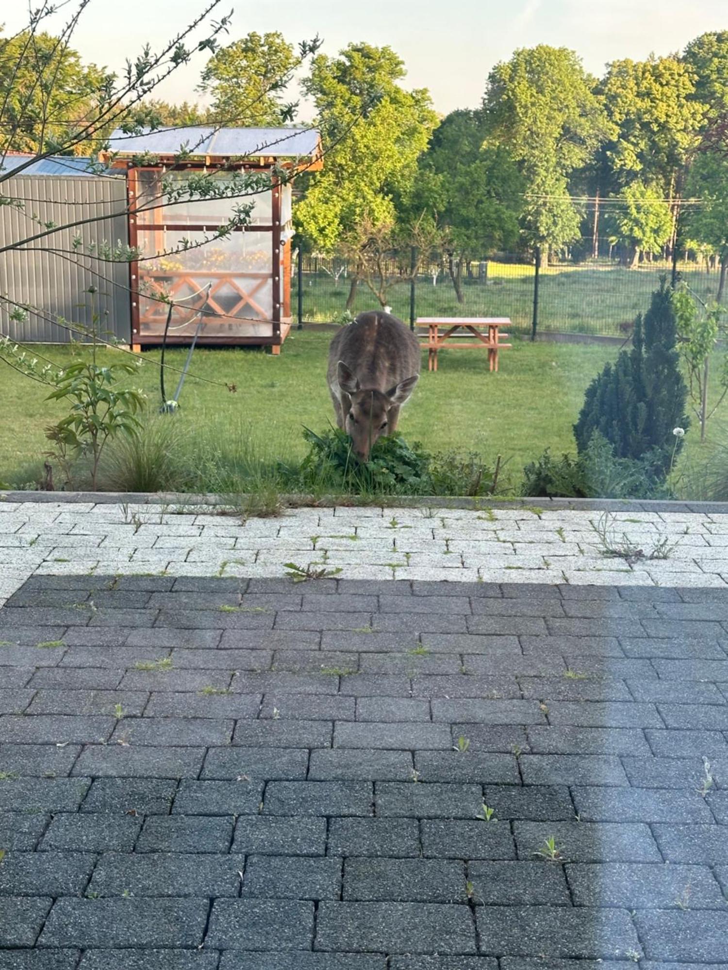 Swiety Spokoj Bielinek Cedynia Esterno foto